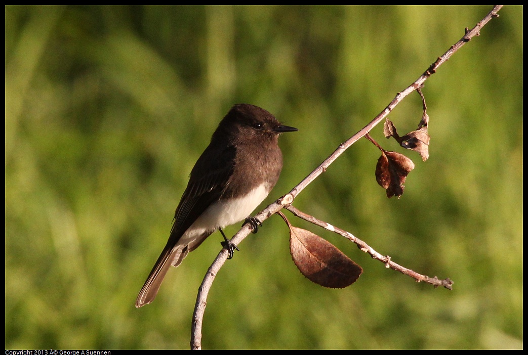 0121-163032-03.jpg - Black Phoebe