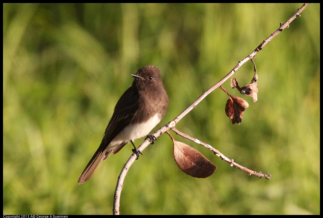 0121-163037-05.jpg - Black Phoebe