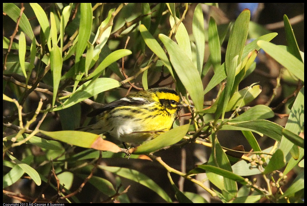 0121-163249-01.jpg - Townsend's Warbler