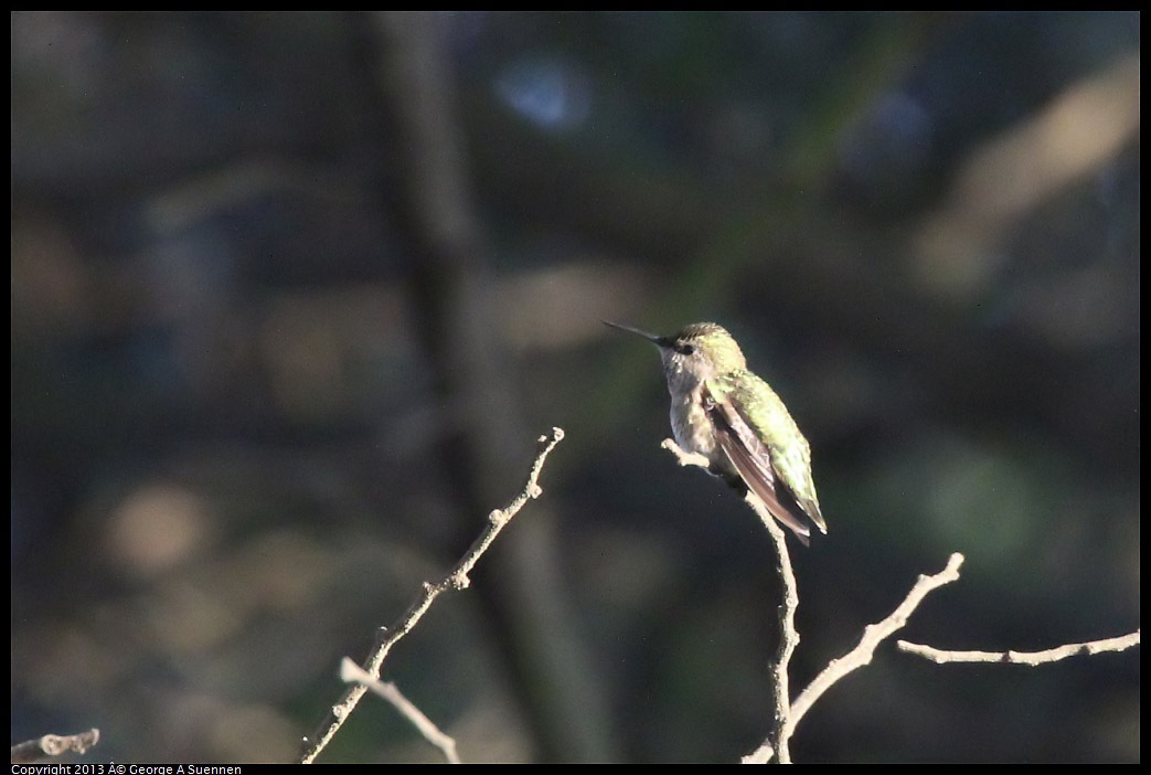 0121-163415-02.jpg - Anna's Hummingbird