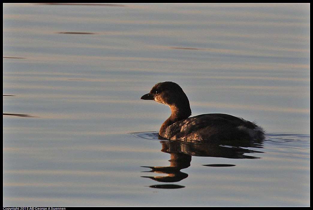 0121-164110-03.jpg - Pied-billed Grebe