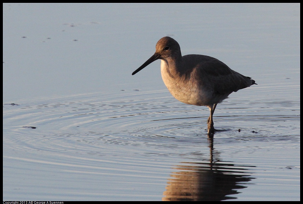 0121-164542-01.jpg - Willet