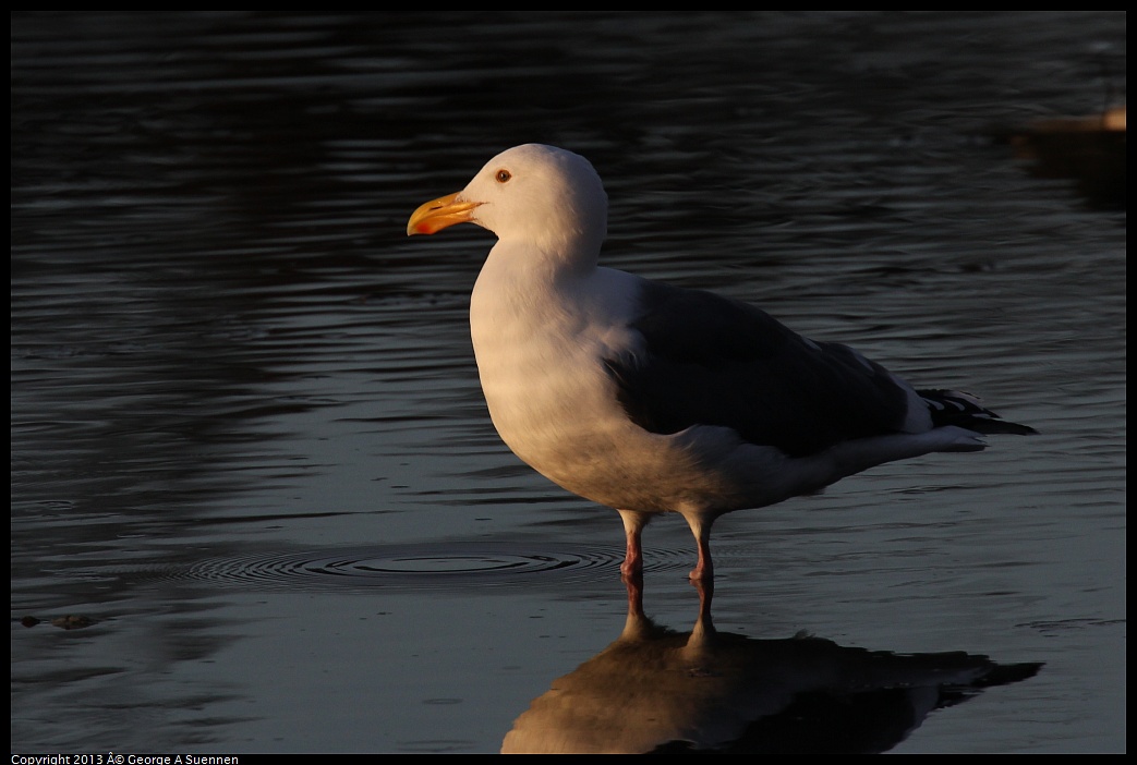 0121-164545-02.jpg - Herring Gull