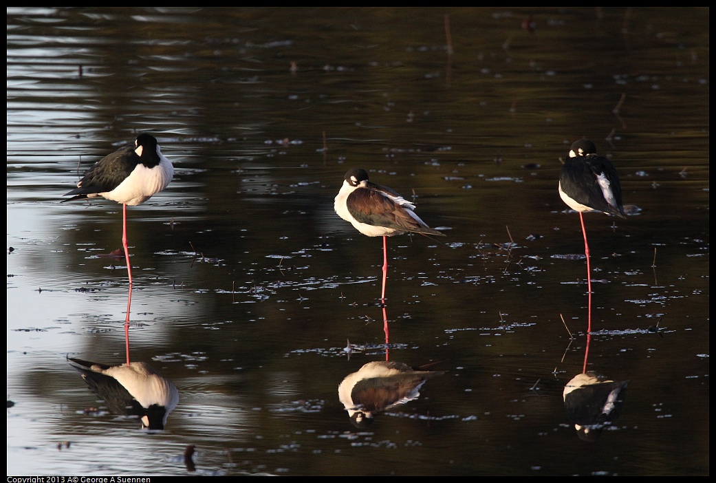 0121-164549-01.jpg - Black-necked Stilt