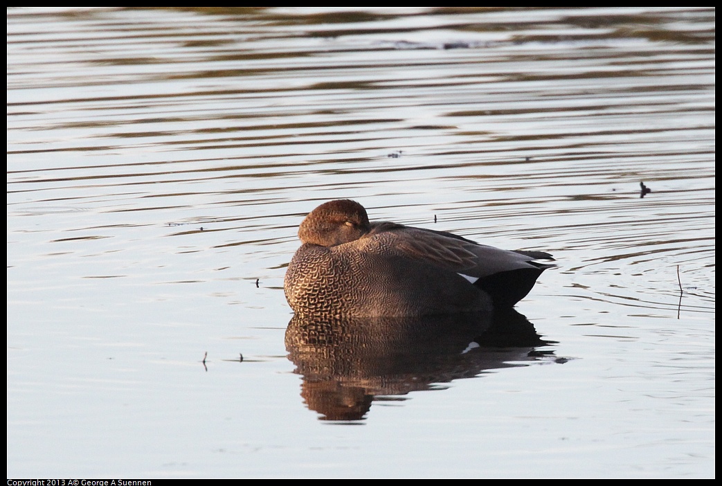 0121-164554-05.jpg - Gadwall