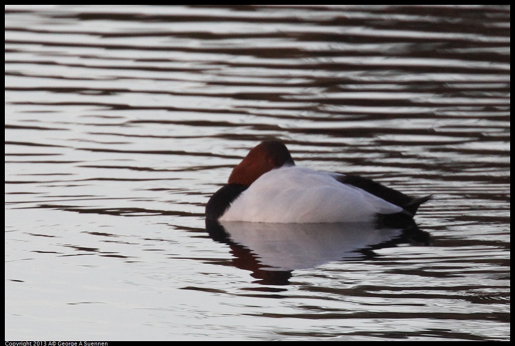 0121-164629-01.jpg - Canvasback