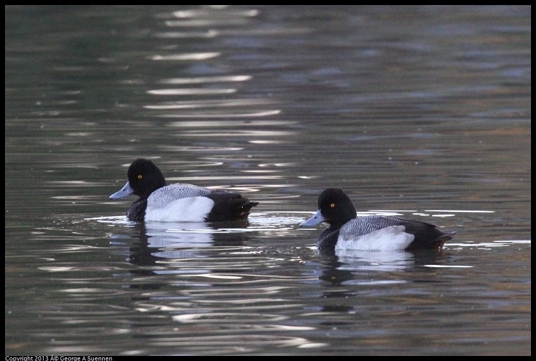 0121-164715-01.jpg - Lesser Scaup