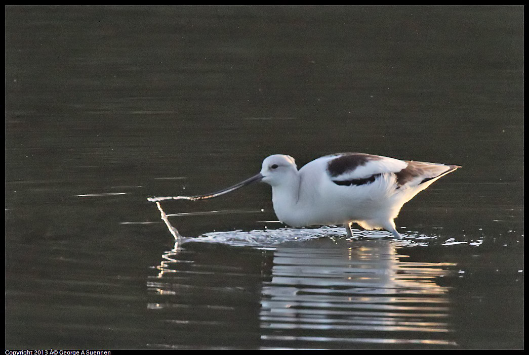 0121-164848-01.jpg - American Avocet