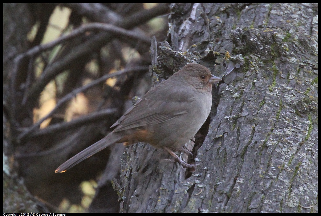 0121-164938-04.jpg - California Towhee