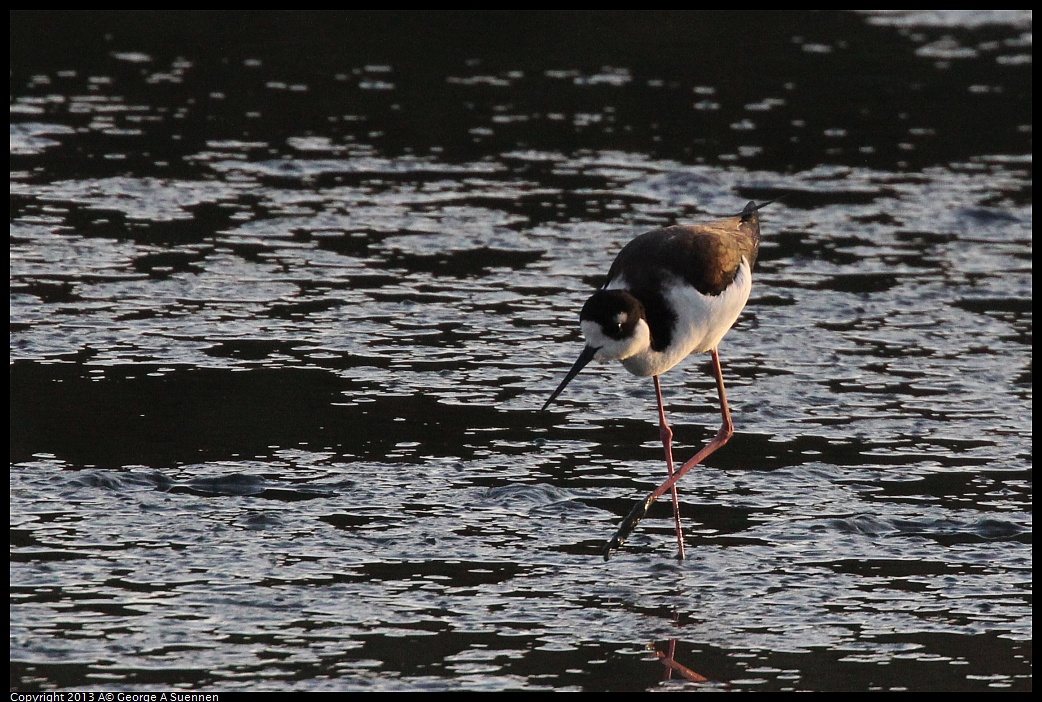 0121-165006-01.jpg - Black-necked Stilt