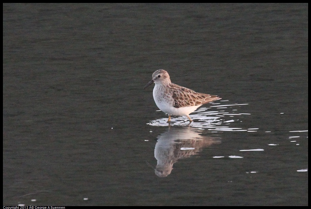 0121-165104-03.jpg - Dunlin