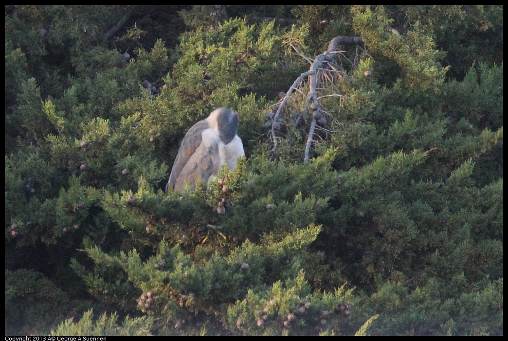 0121-165358-02.jpg - Black-crowned Night Heron (Id only)