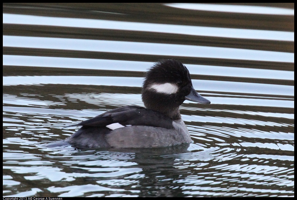 0121-165413-02.jpg - Bufflehead