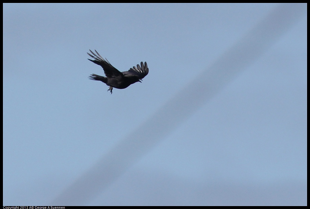 0125-134101-02.jpg - American Crow