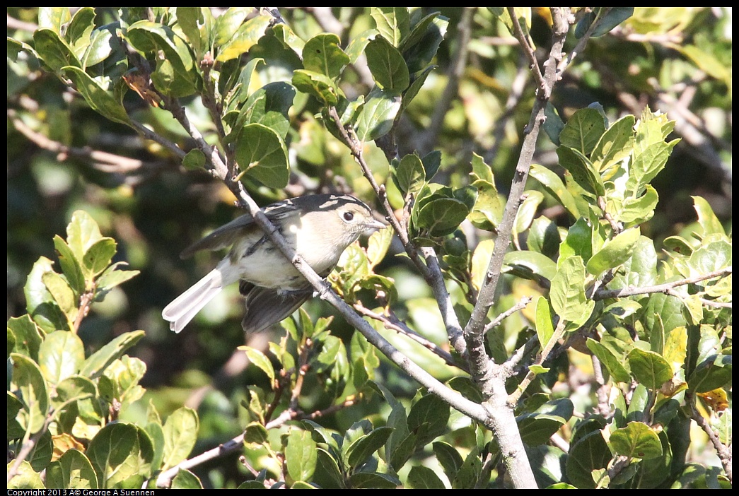 0125-134747-02.jpg - Hutton's Vireo