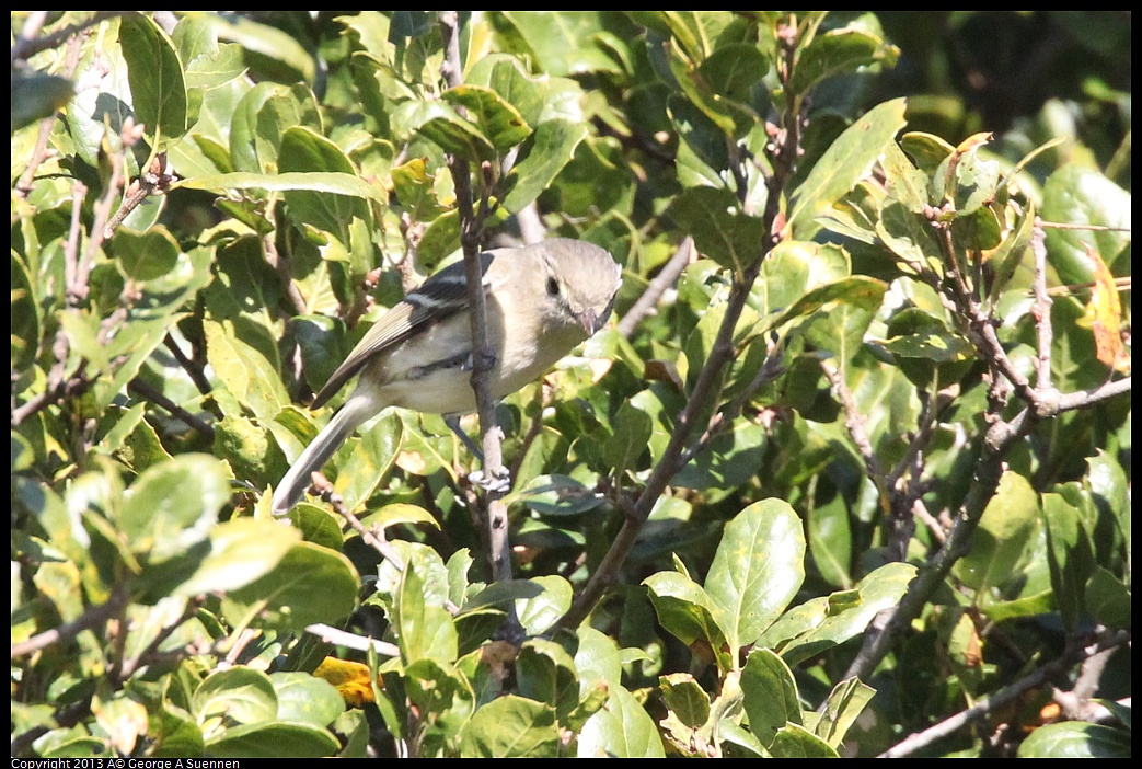 0125-134806-02.jpg - Hutton's Vireo