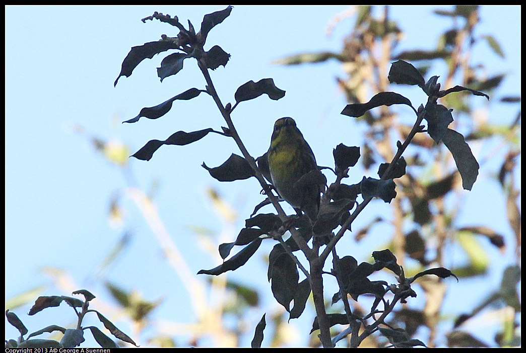 0125-135908-01.jpg - Townsend's Warbler