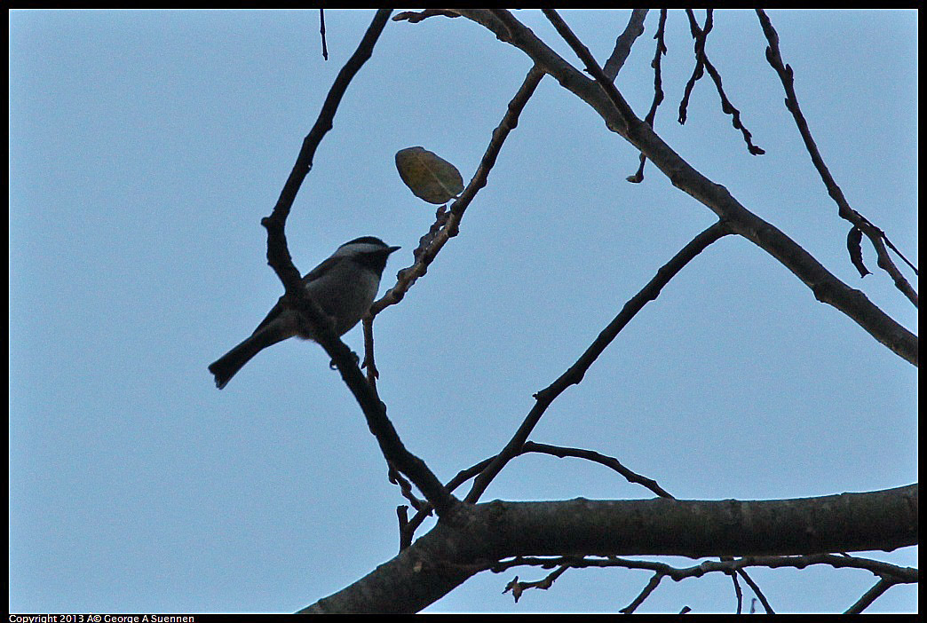 0125-140102-01.jpg - Chestnut-backed Chickadee