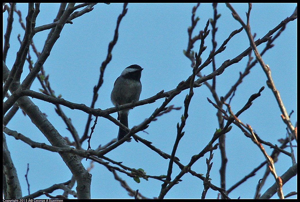 0125-140112-01.jpg - Chestnut-backed Chickadee