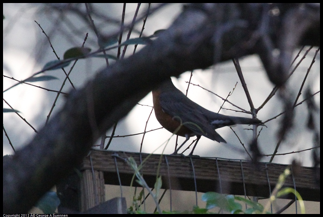 0125-140133-03.jpg - American Robin (Id only)