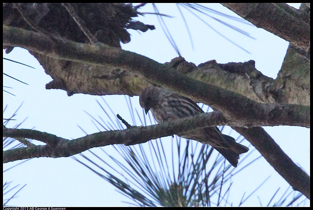 0125-140158-01.jpg - Pine Siskin