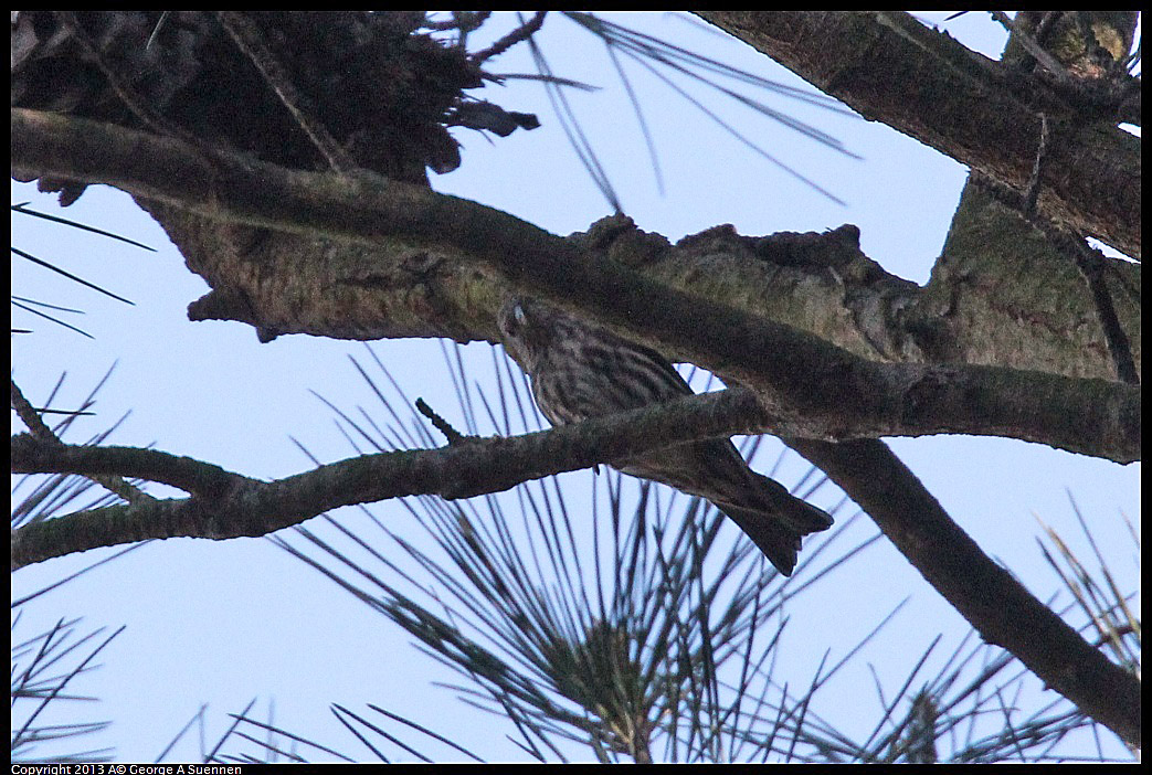 0125-140159-01.jpg - Pine Siskin