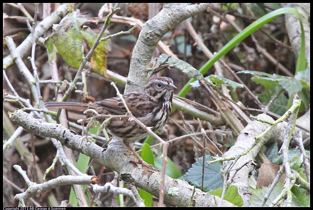 0125-140343-03.jpg - Song Sparrow