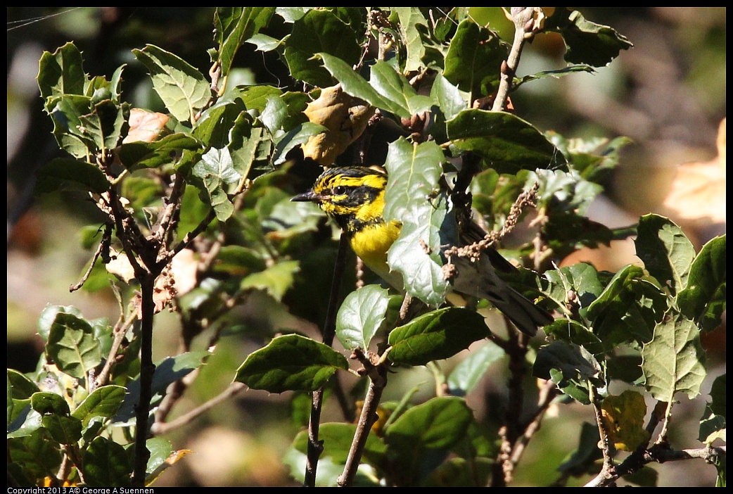 0125-140534-01.jpg - Townsend's Warbler