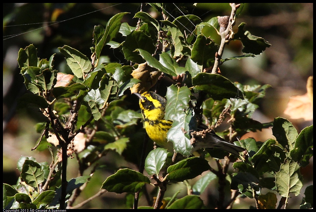 0125-140536-01.jpg - Townsend's Warbler