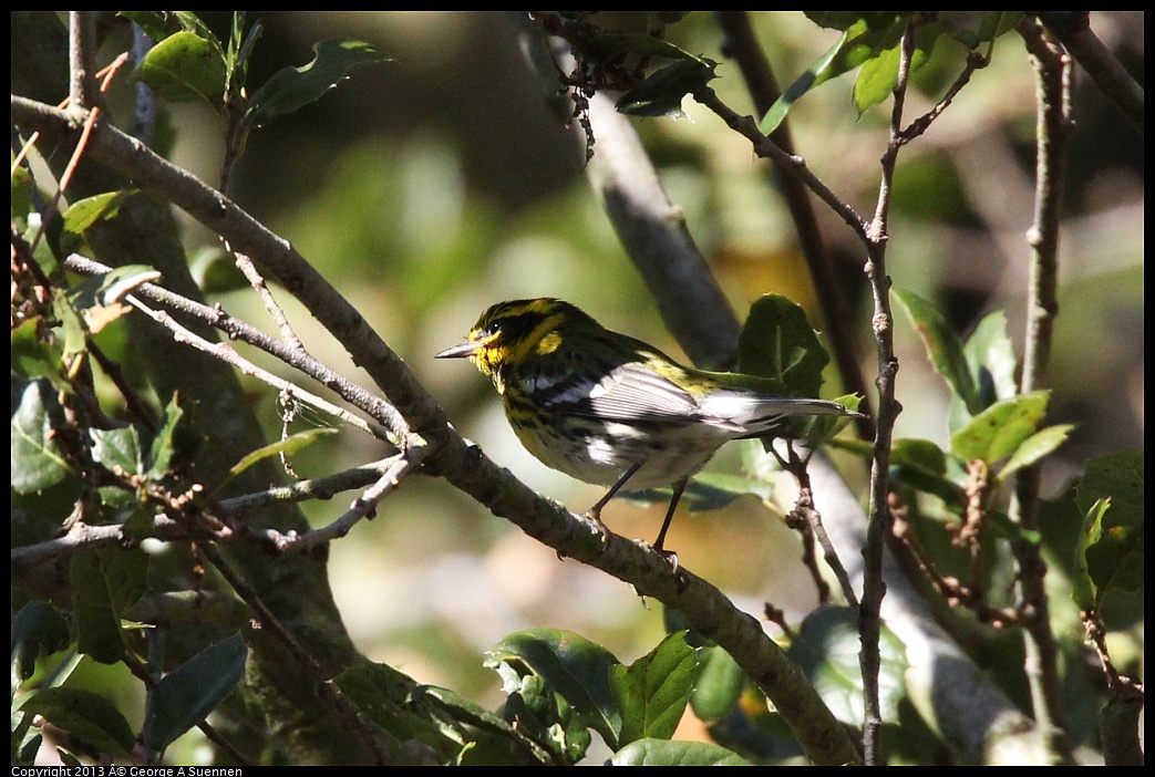 0125-140549-01.jpg - Townsend's Warbler