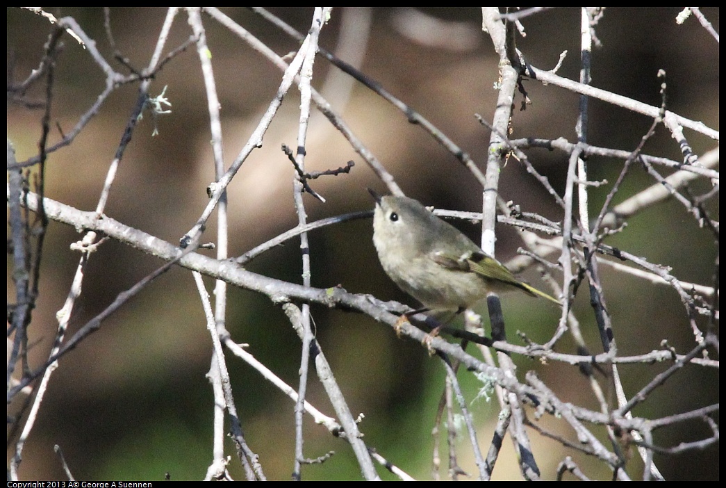 0125-140729-03.jpg - Ruby-crowned Kinglet