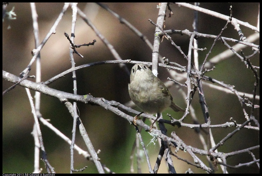 0125-140730-01.jpg - Ruby-crowned Kinglet