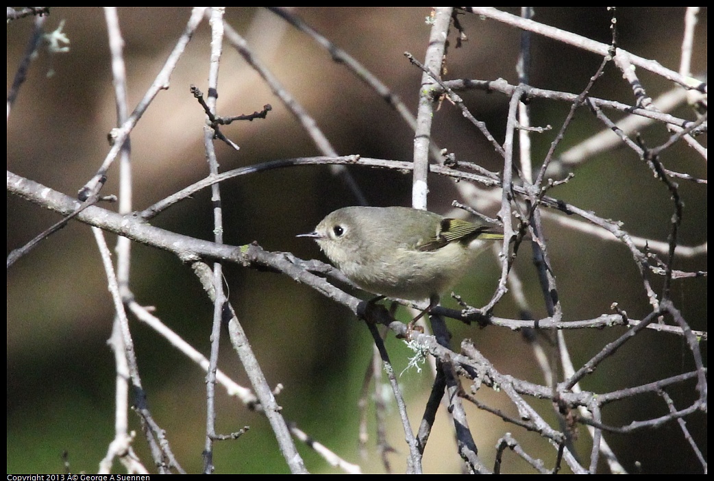 0125-140730-04.jpg - Ruby-crowned Kinglet