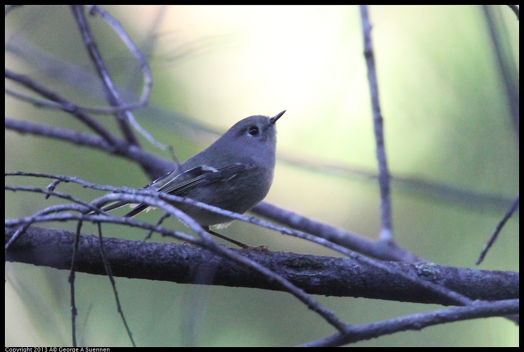 0125-141239-02.jpg - Ruby-crowned Kinglet