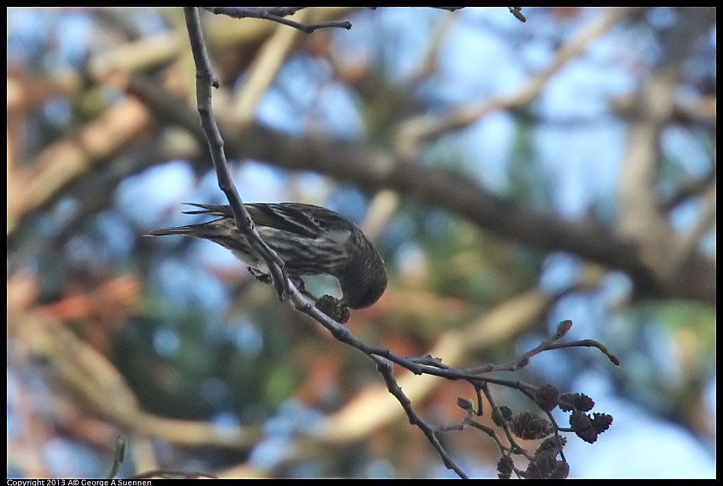 0125-141638-01.jpg - Pine Siskin