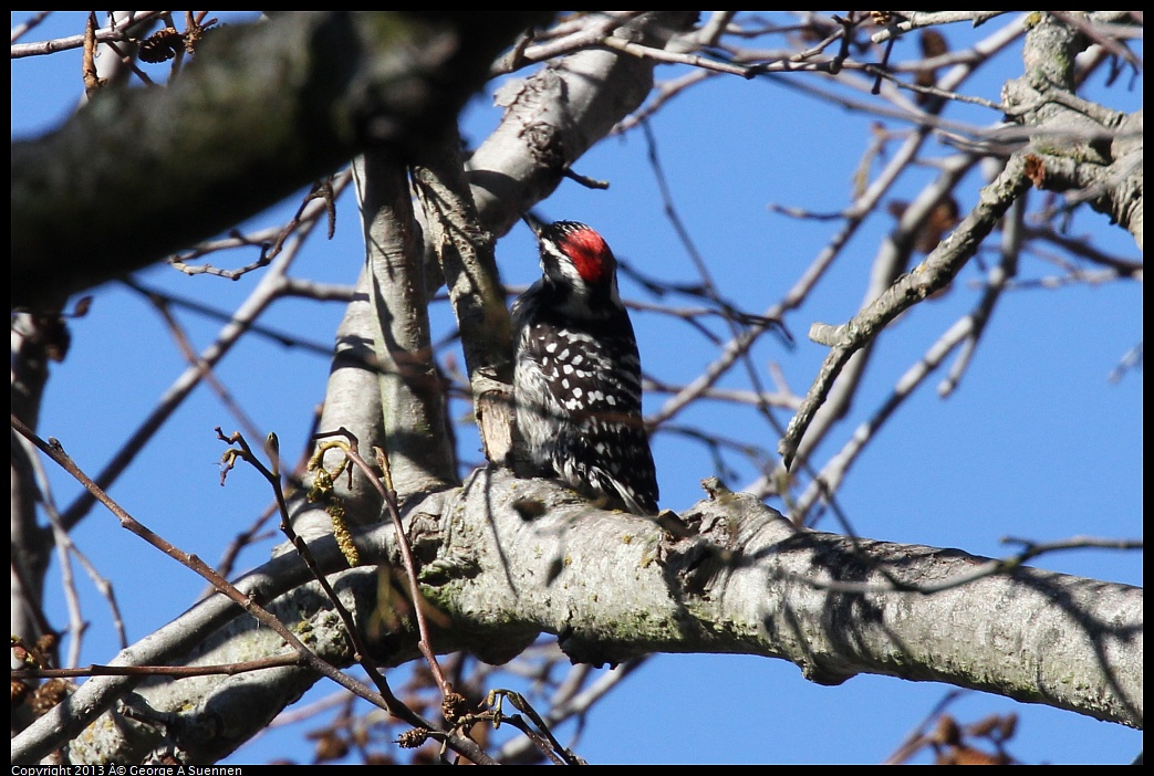 0125-141659-04.jpg - Downy Woodpecker