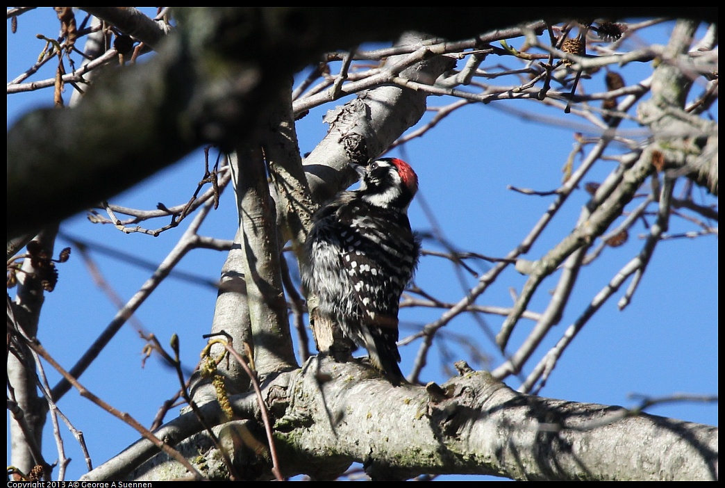 0125-141708-01.jpg - Downy Woodpecker