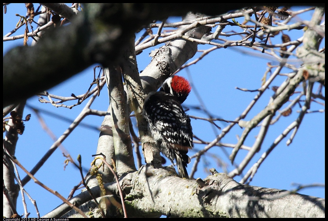 0125-141722-01.jpg - Downy Woodpecker