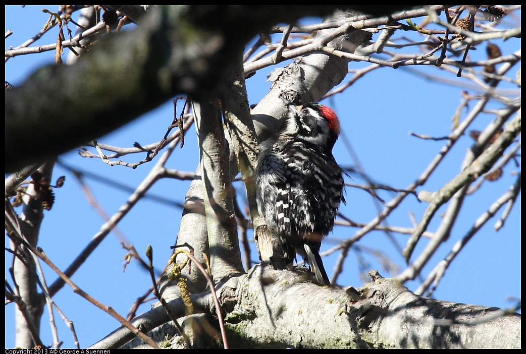 0125-141725-02.jpg - Downy Woodpecker