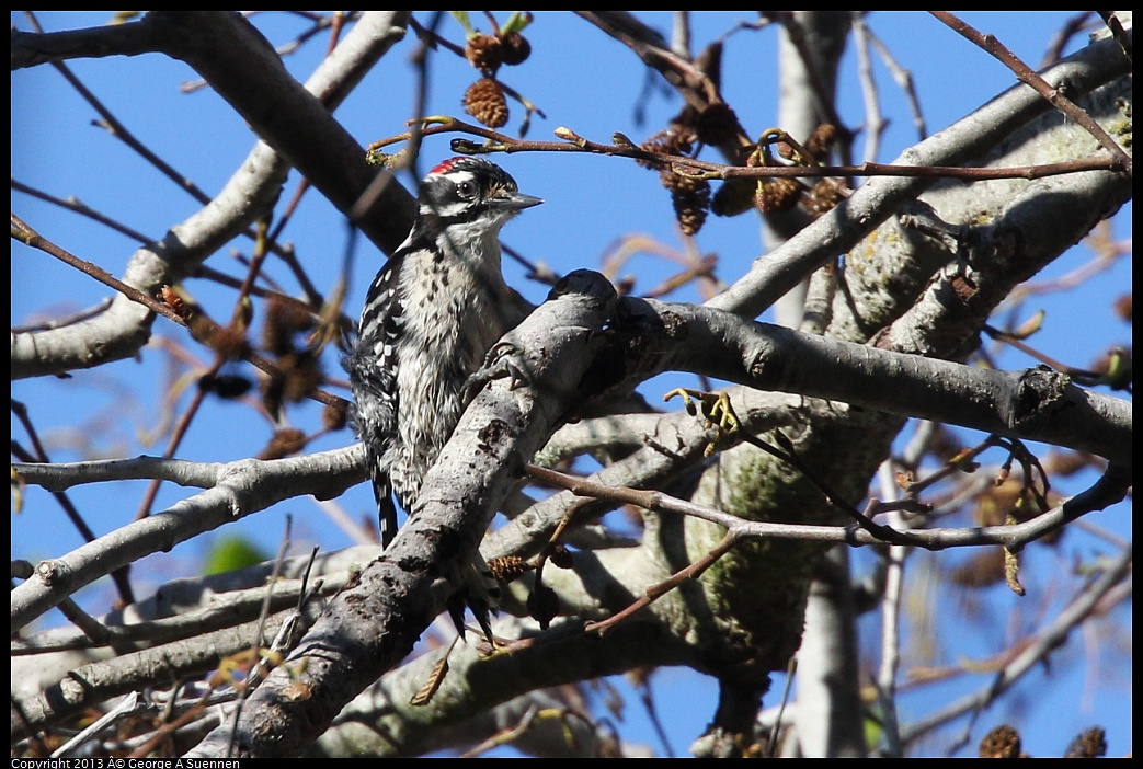 0125-141740-01.jpg - Downy Woodpecker