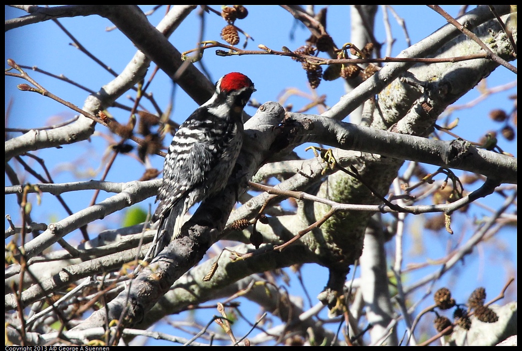 0125-141744-02.jpg - Downy Woodpecker