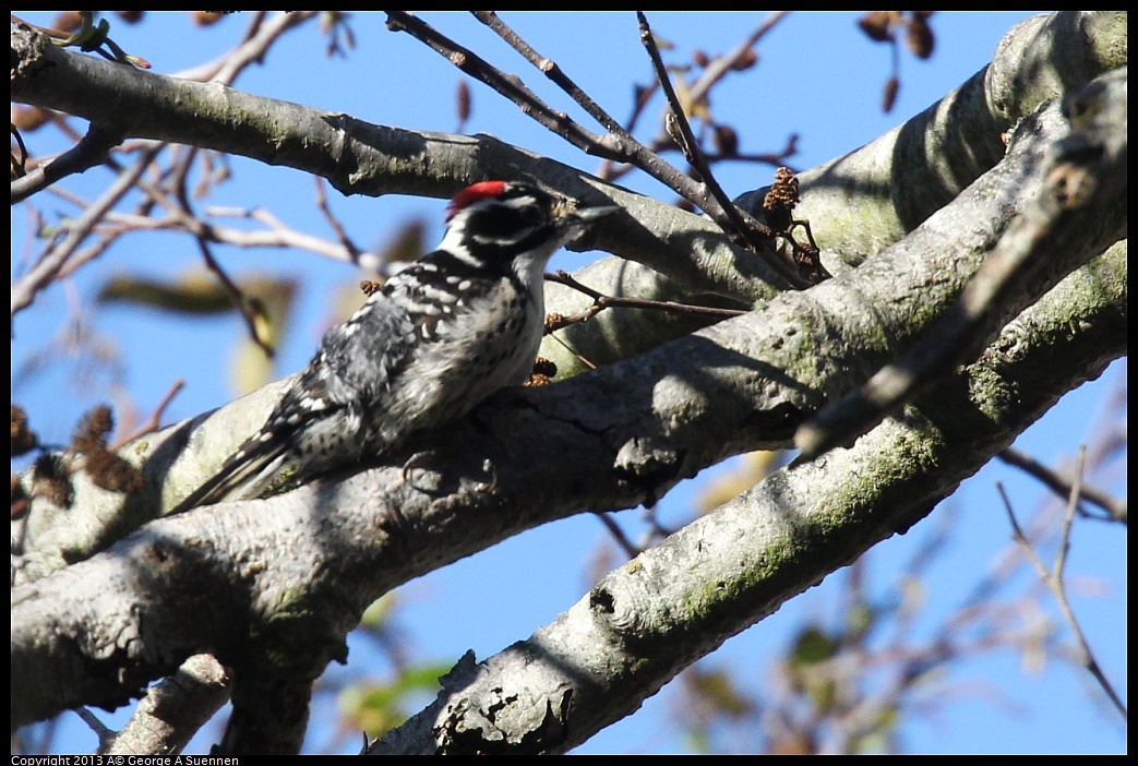 0125-141812-01.jpg - Downy Woodpecker