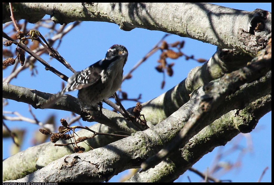 0125-141812-02.jpg - Downy Woodpecker