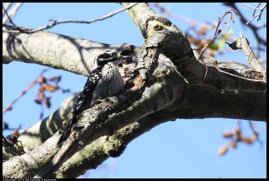 0125-141815-03.jpg - Downy Woodpecker