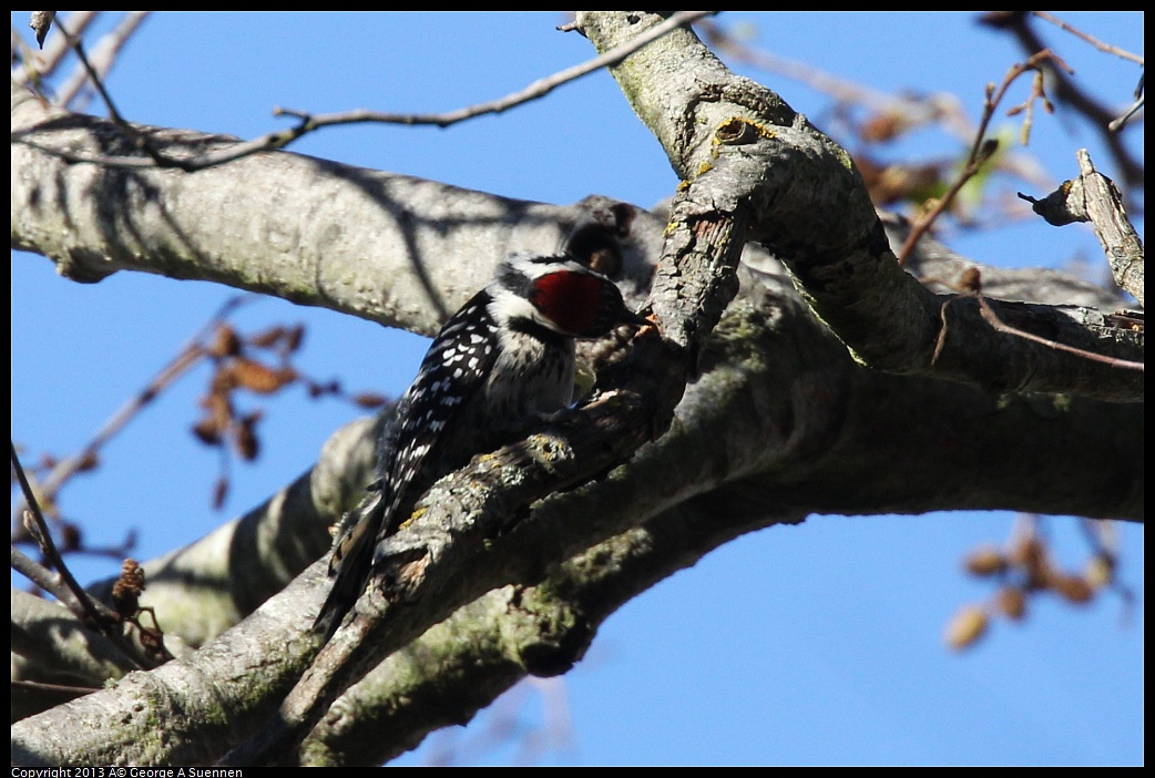 0125-141816-01.jpg - Downy Woodpecker