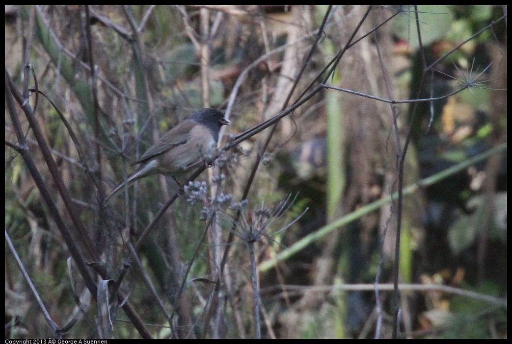 0125-142212-01.jpg - Dark-eyed Junco