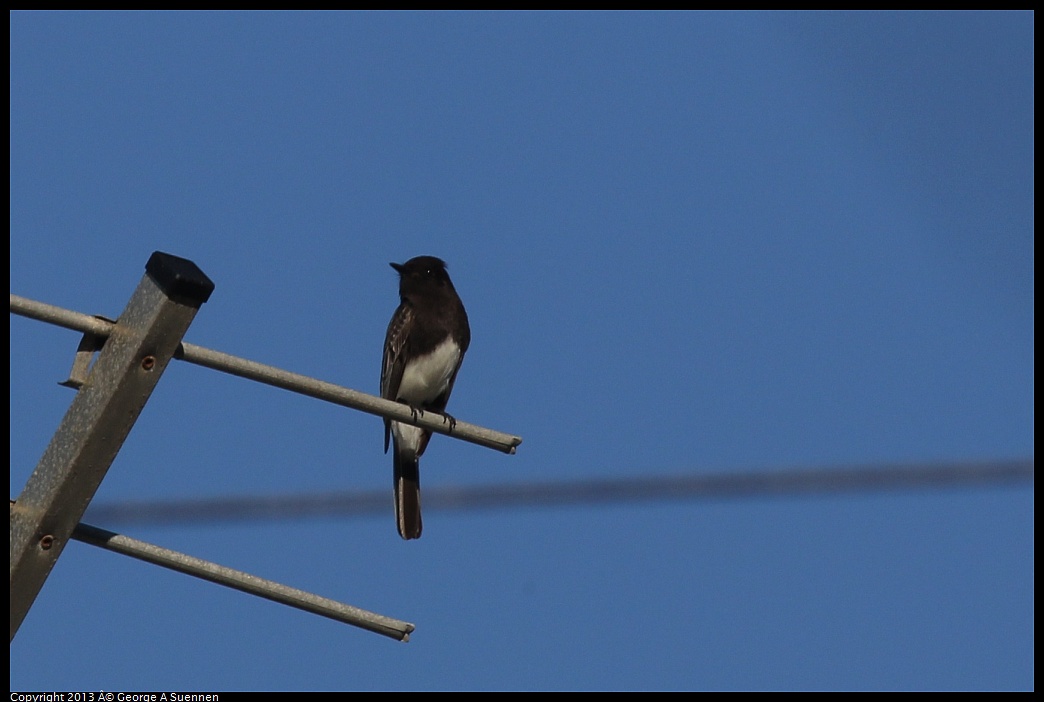 0125-142227-01.jpg - Black Phoebe