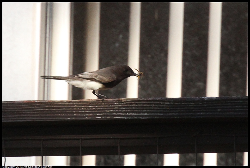 0125-142349-02.jpg - Black Phoebe