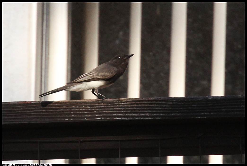 0125-142358-01.jpg - Black Phoebe