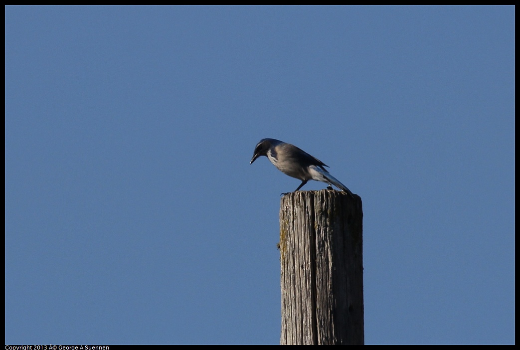 0125-142743-02.jpg - Western Scrub Jay